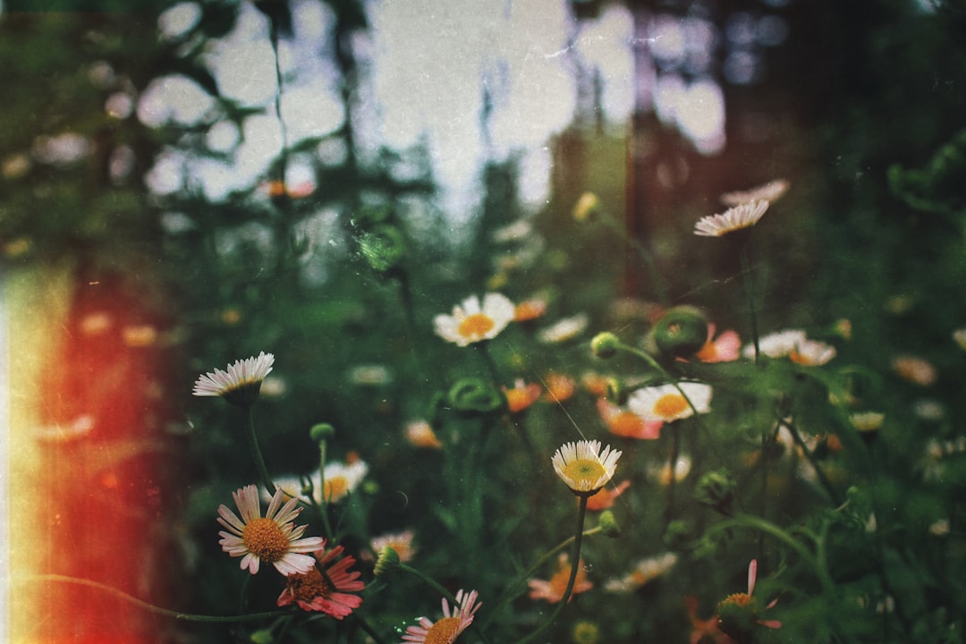 Remembering Loved Ones: Townes Funeral Home Danville, VA Obituaries